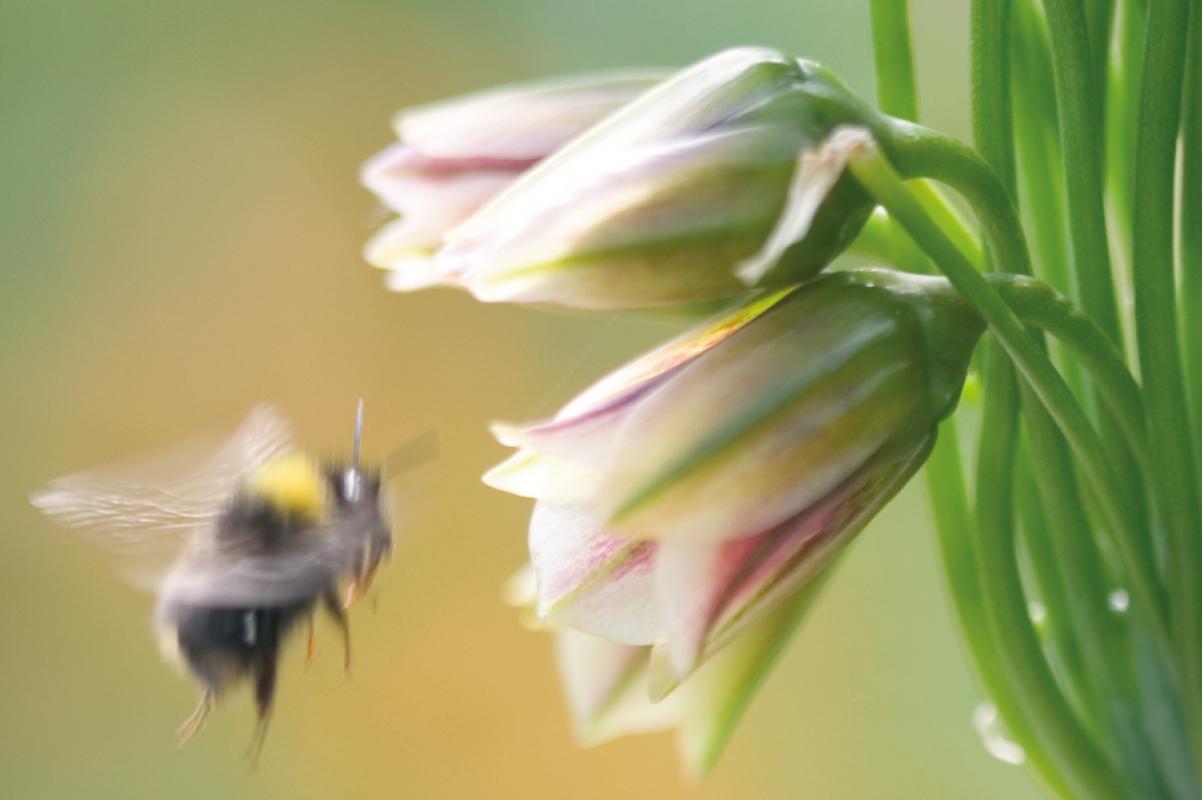 Netaroscordum-siculum-1