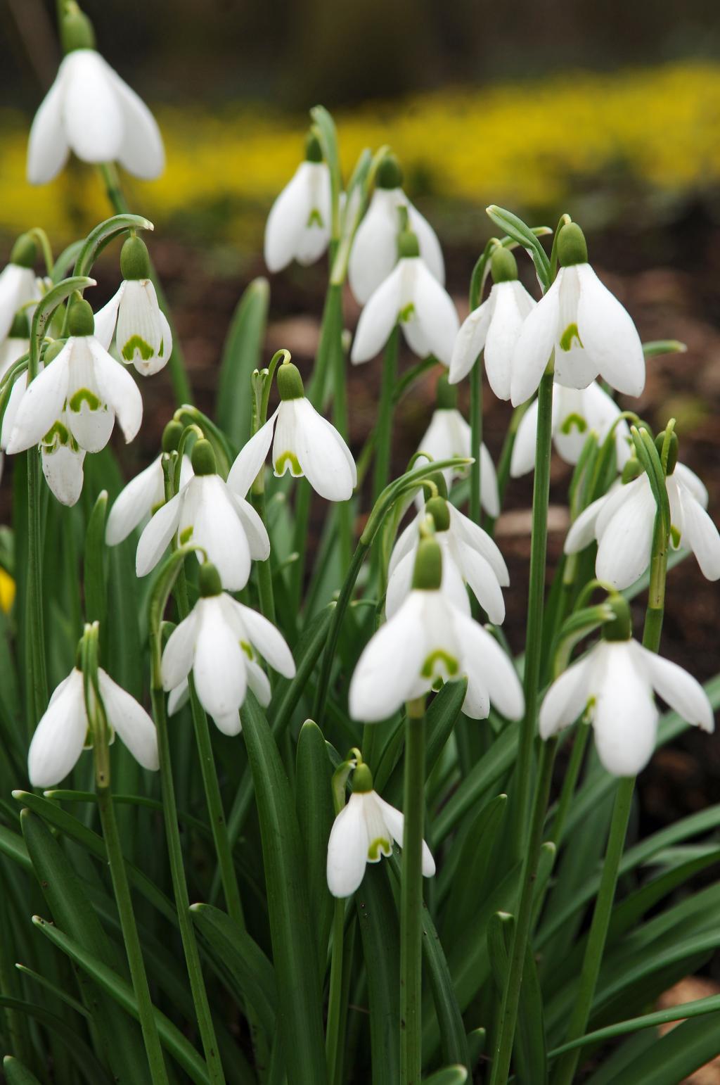 Snowdrop