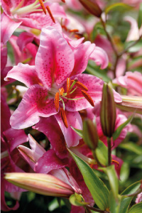 bulb afbeelding