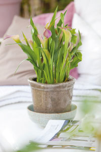 bulb afbeelding