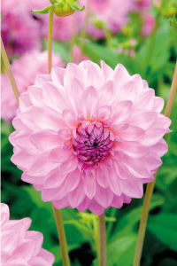 bulb afbeelding