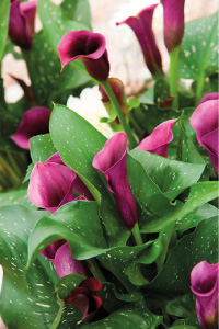 bulb afbeelding