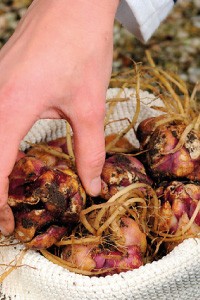 bulb afbeelding