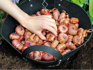 bulb afbeelding