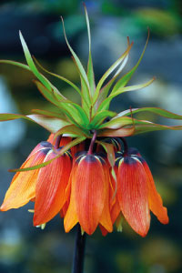 bulb afbeelding