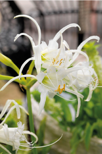 bulb afbeelding