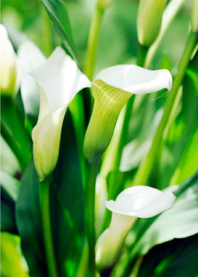 bulb afbeelding
