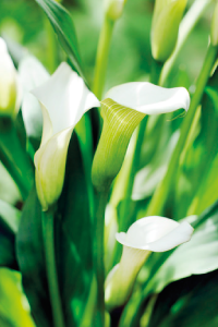 bulb afbeelding