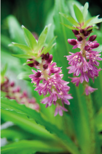 bulb afbeelding
