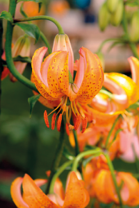 bulb afbeelding