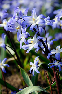 bulb afbeelding
