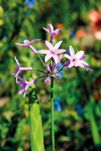 bulb afbeelding