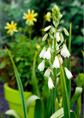 bulb afbeelding