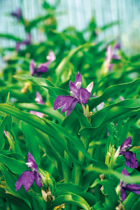 bulb afbeelding