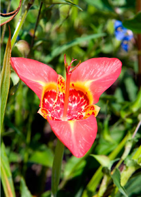 bulb afbeelding