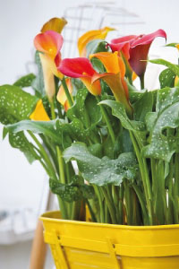 bulb afbeelding
