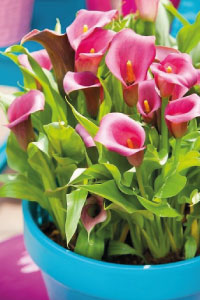 bulb afbeelding