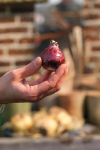bulb afbeelding