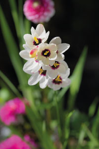 bulb afbeelding