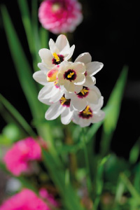 bulb afbeelding