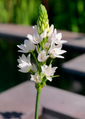 bulb afbeelding