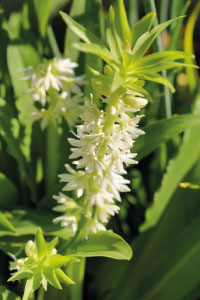 bulb afbeelding