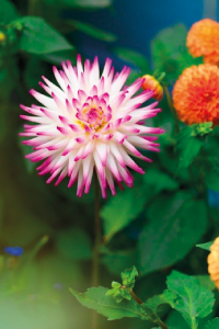 bulb afbeelding