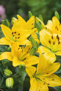 bulb afbeelding