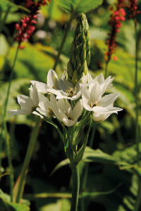 bulb afbeelding