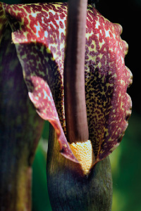 bulb afbeelding