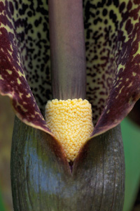 bulb afbeelding
