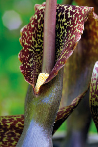 bulb afbeelding