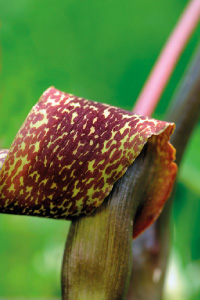 bulb afbeelding