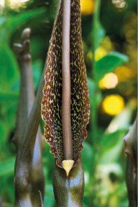 bulb afbeelding