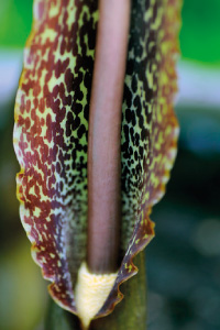 bulb afbeelding