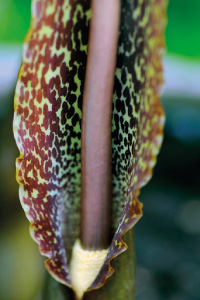 bulb afbeelding