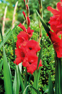 bulb afbeelding