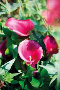 bulb afbeelding