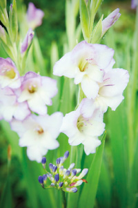 bulb afbeelding