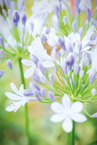 bulb afbeelding