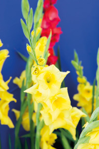 bulb afbeelding