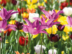 bulb afbeelding