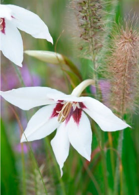 bulb afbeelding