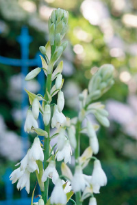 bulb afbeelding
