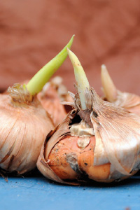 bulb afbeelding