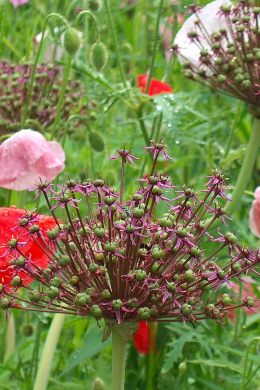 45187_atropurpureum aangepast.png