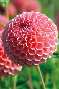 bulb afbeelding