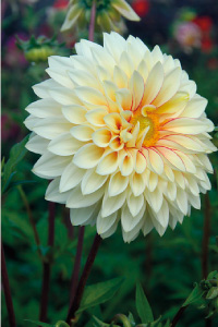 bulb afbeelding