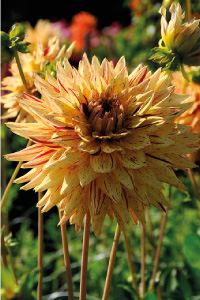 bulb afbeelding