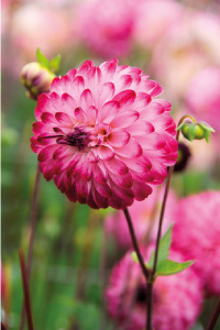 bulb afbeelding